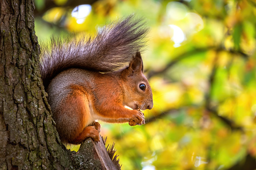 istock A beautiful funny squirrel on a tree holds a nut in its teeth on a blurry background 1354276002