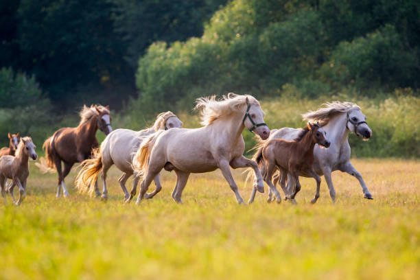 Group of Welsh ponies running on summer background.