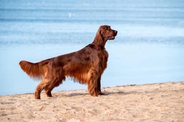 서니 데이에 바다 옆에 해변의 배경에 서 순종 아일랜드어 빨간 세터. - irish setter 뉴스 사진 이미지