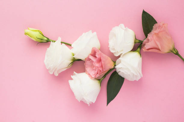 Beautiful white and pink flowers on the pink background. Close-up. Top view. Beautiful white and pink flowers on the pink background. Close-up. Top view. rosa multiflora stock pictures, royalty-free photos & images