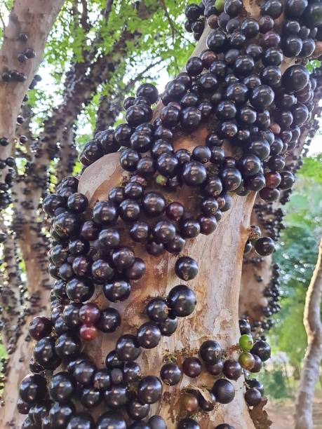 istock Jabuticaba fruit. The exotic jabuticaba fruit that grows on the tree trunk. Jabuticaba is the native grape of Brazil. Species Plinia cauliflora. 1354278891