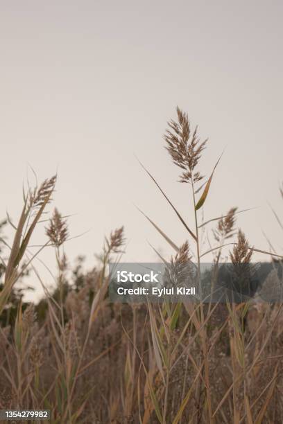 Reed Field Stock Photo - Download Image Now - Reed - Grass Family, Vertical, Lake