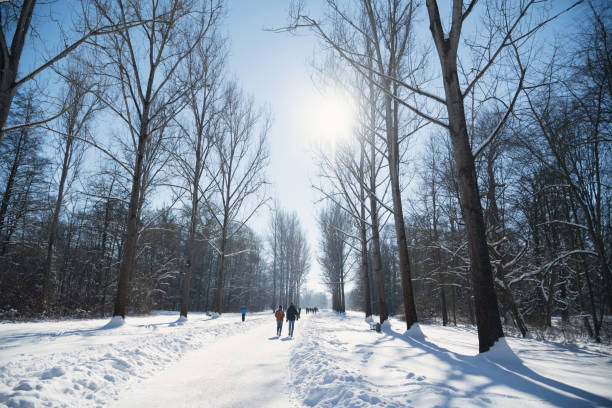 Pedastrian walking in snowy park