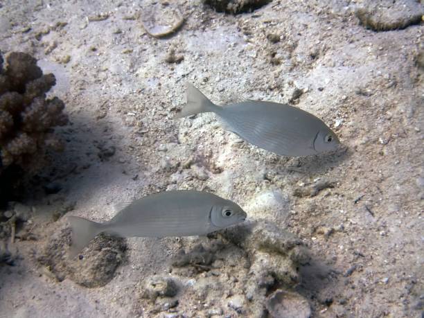 A pair of Red Sea Rabbitfish (Siganus rivulatus) in the Red Sea, Egypt stock photo