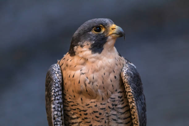 сапсан - peregrine falcon фотографии стоковые фото и изображения