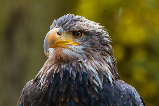 Close-up of a Juvenile Bald Eagle.