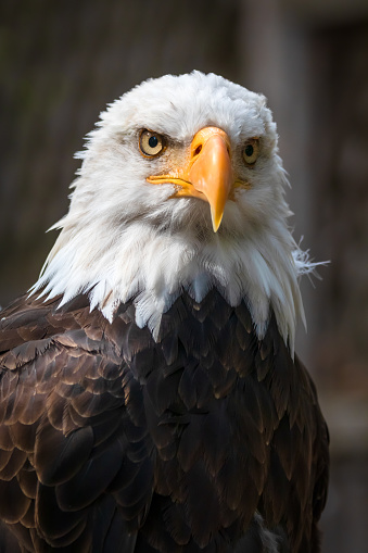 Bald Eagle (Haliaeetus leucocephalus) adult portrait in close up against sky