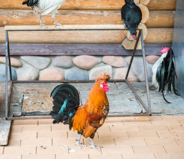 istock A rooster in the yard 1354280535