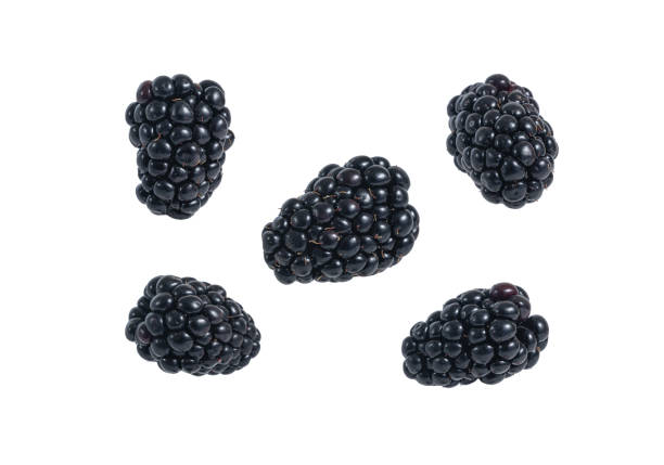 istock Fresh blackberry falling on white background close up 1354280689