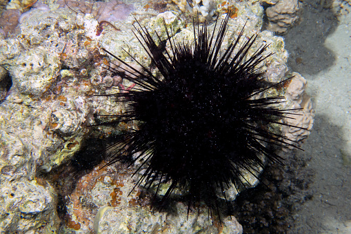 A Long Spined Sea Urchin (Diadema antillarum) in the Red Sea, Egypt