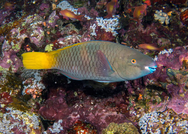 istock A female Rusty Parrotfish (Scarus ferrugineus) in the Red Sea 1354280777