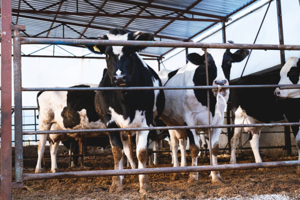 Cows In A Barn Cows standing in a barn. sacrifice stock pictures, royalty-free photos & images