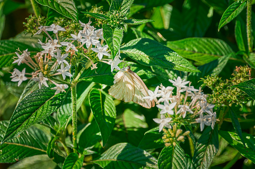White butterfly posing on green bush with flowers pollinating