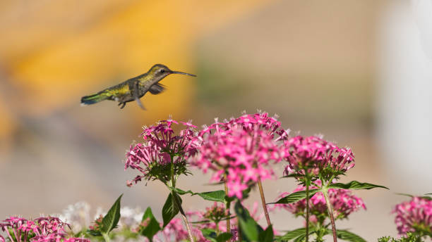 Hummingbird flying among some bushes feeding on violet flowers caught frozen in mid-air stock photo