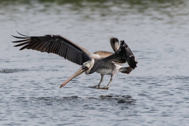 istock Marine birds flying around the pond. 1354284139