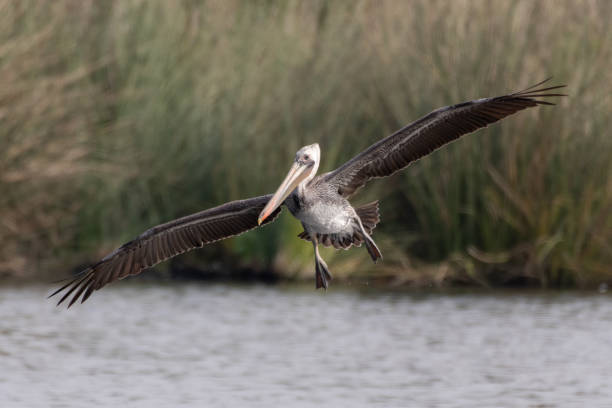 istock Marine birds flying around the pond. 1354284164
