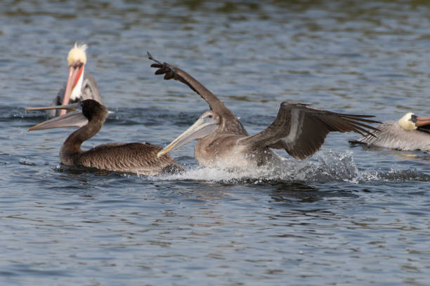 istock Marine birds flying around the pond. 1354284196