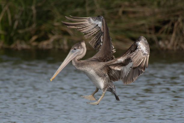 istock Marine birds flying around the pond. 1354284200
