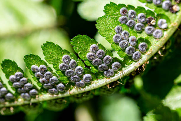 a close up of sporangia on a fern leaf - spore imagens e fotografias de stock