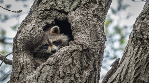 istock Raton laveur, (Procyon lotor), Raccoon. 1354284590