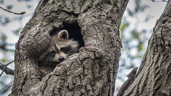 A Raccoon in its burrow in the Laurentian Forest.