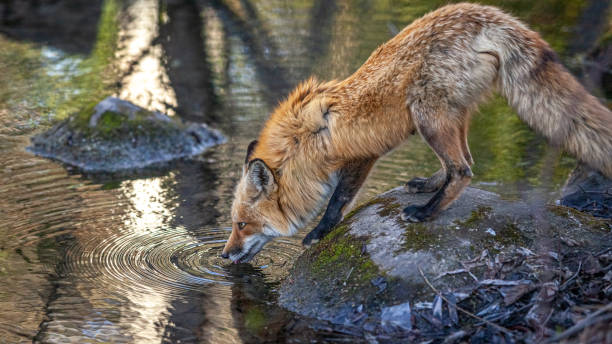 istock Renard roux, (Vulpes vulpes), Red fox drinking in a small river. 1354285126