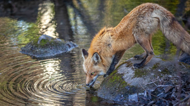 istock Renard roux, (Vulpes vulpes), Red fox drinking in a small river. 1354285127