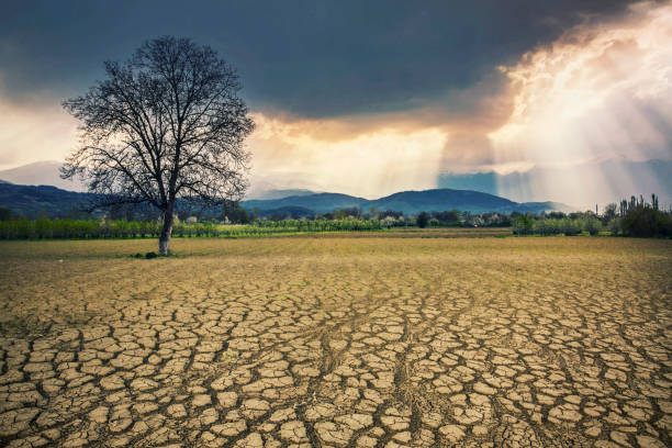 Gardens and lands cracking with thirst a dry field and a tree in it in cloudy and dry weather. climate crisis photos stock pictures, royalty-free photos & images