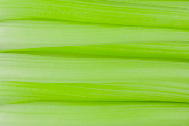 Fresh green stalks of celery stock photo