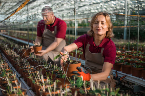 istock Two farm workers in a Greenhouse in Holland 1354286700