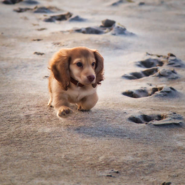 blond dachshund puppy at the beach stock photo