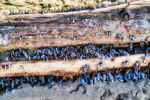 full frame close up of gooseneck barnacles at low tide