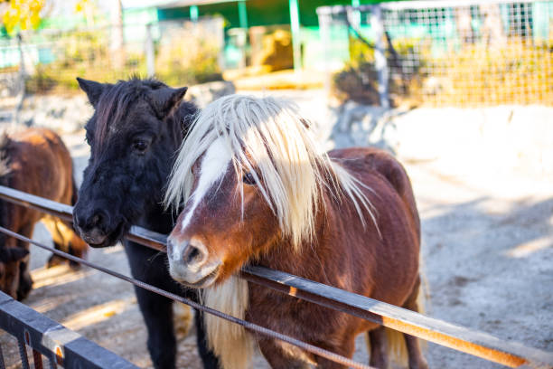 маленькие пони черно-красные с белой челкой в загоне. милые животные - pony стоковые фото и изображения