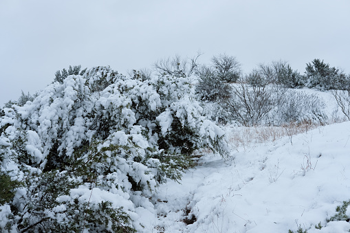 Cold snow storm in Texas shows landscape with winter wonderland