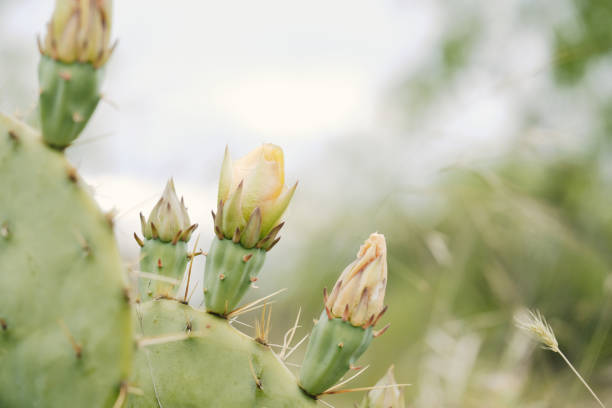 istock Bloom on prickly pear cactus or opuntia 1354293715