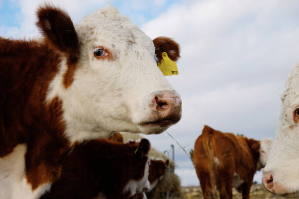 istock Hereford cow farm 1354293724