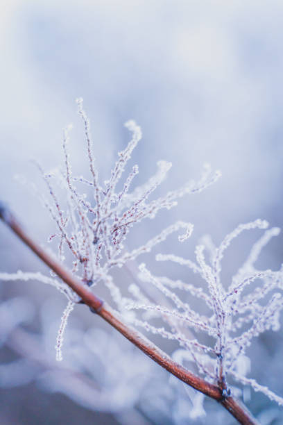 istock tree branches covered with frost on a frosty winter day, close up 1354295091