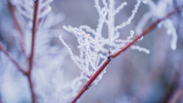 istock tree branches covered with frost on a frosty winter day, close up 1354295151