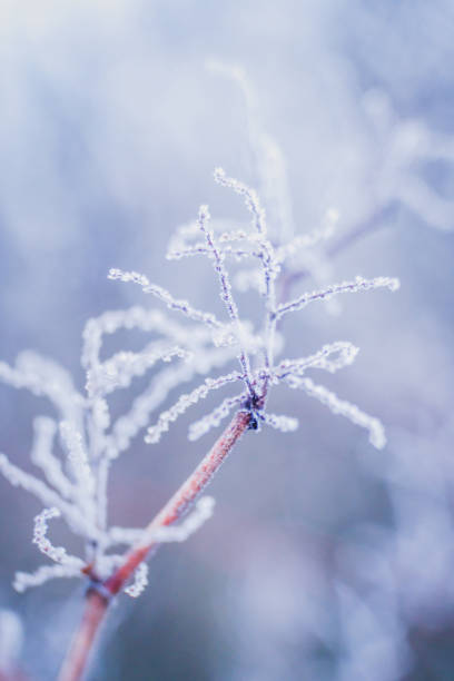 istock tree branches covered with frost on a frosty winter day, close up 1354295289