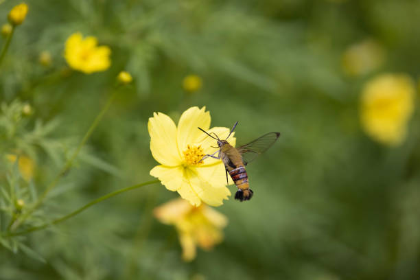 A humming-bird hawkmoth suck nectar from yellow cosmos.