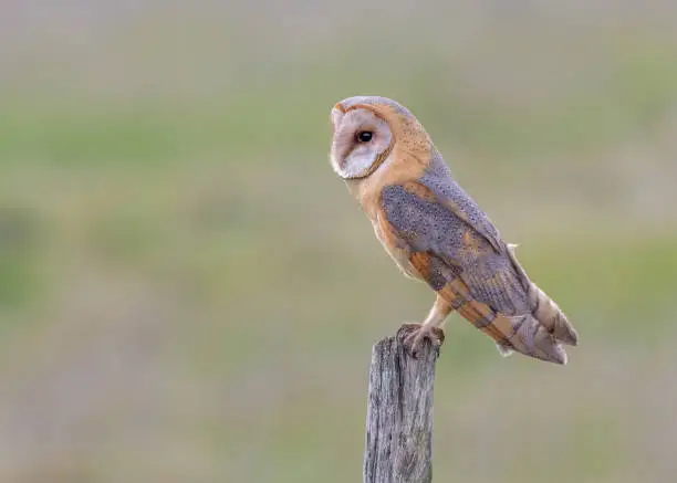 Barn owl (Tyto alba) perching on roadside on wooden farm fence post in wetland pastures at dusk