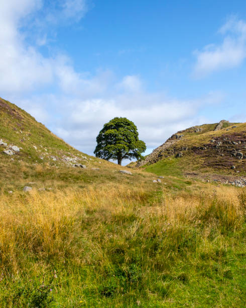 istock Sycamore Gap in Northumberland, UK 1354296253