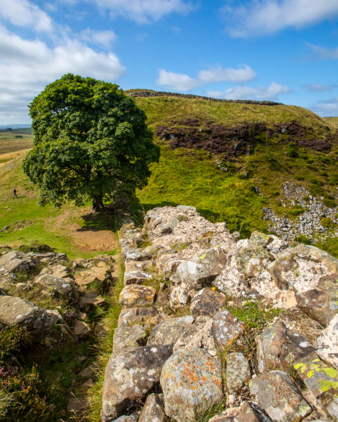 istock Sycamore Gap in Northumberland, UK 1354296467