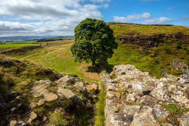 istock Sycamore Gap in Northumberland, UK 1354296501