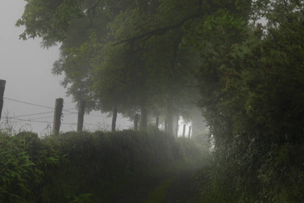 istock Summer. Fog. Road 1354296709