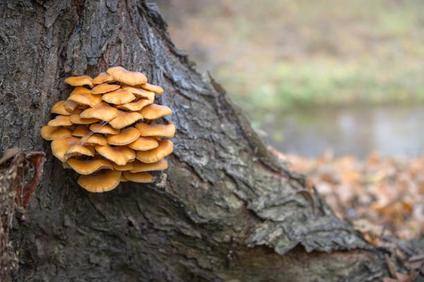 istock Wild enokitake or golden needle mushroom (Flammulina velutipes) on a tree bark 1354298759