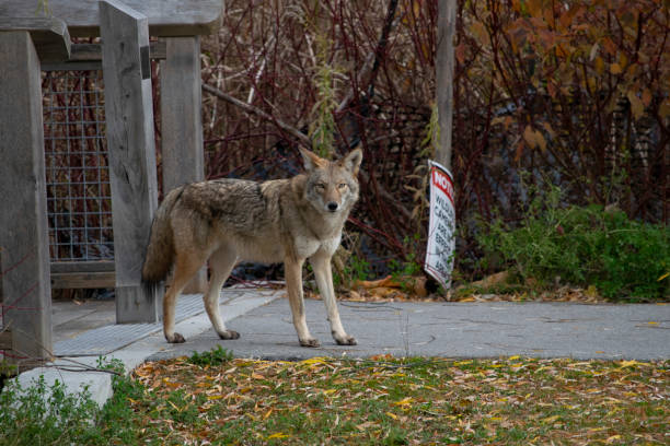 코요테(캐니스 라트랜스) 도시 지역 목격 - canadian timber wolf 뉴스 사진 이미지