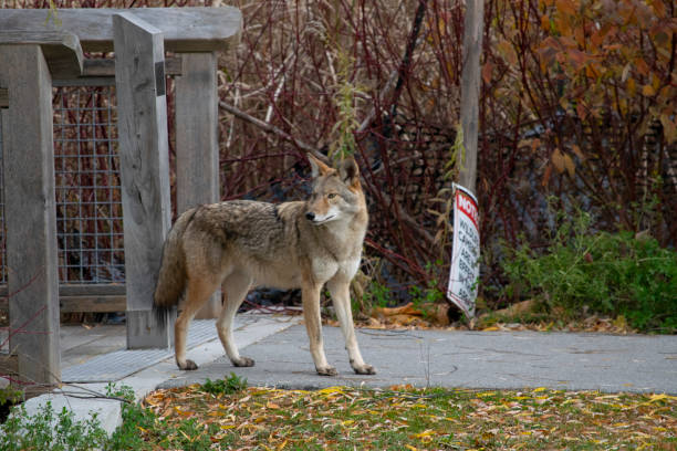istock A Coyote sighting in urban area 1354299810