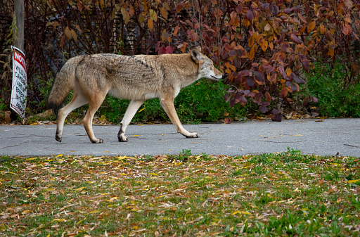 A Coyote wandering around in the city, close to Oakbank Pond in City of Vaughn, Thornhill, Ontario, Canada