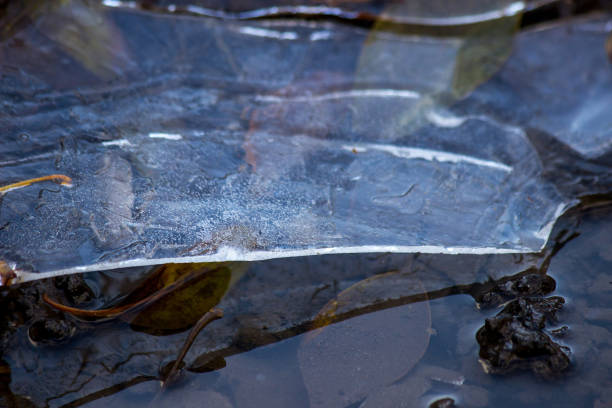 Closeup of an edge of a first thin layer of ice in a puddle in autumn